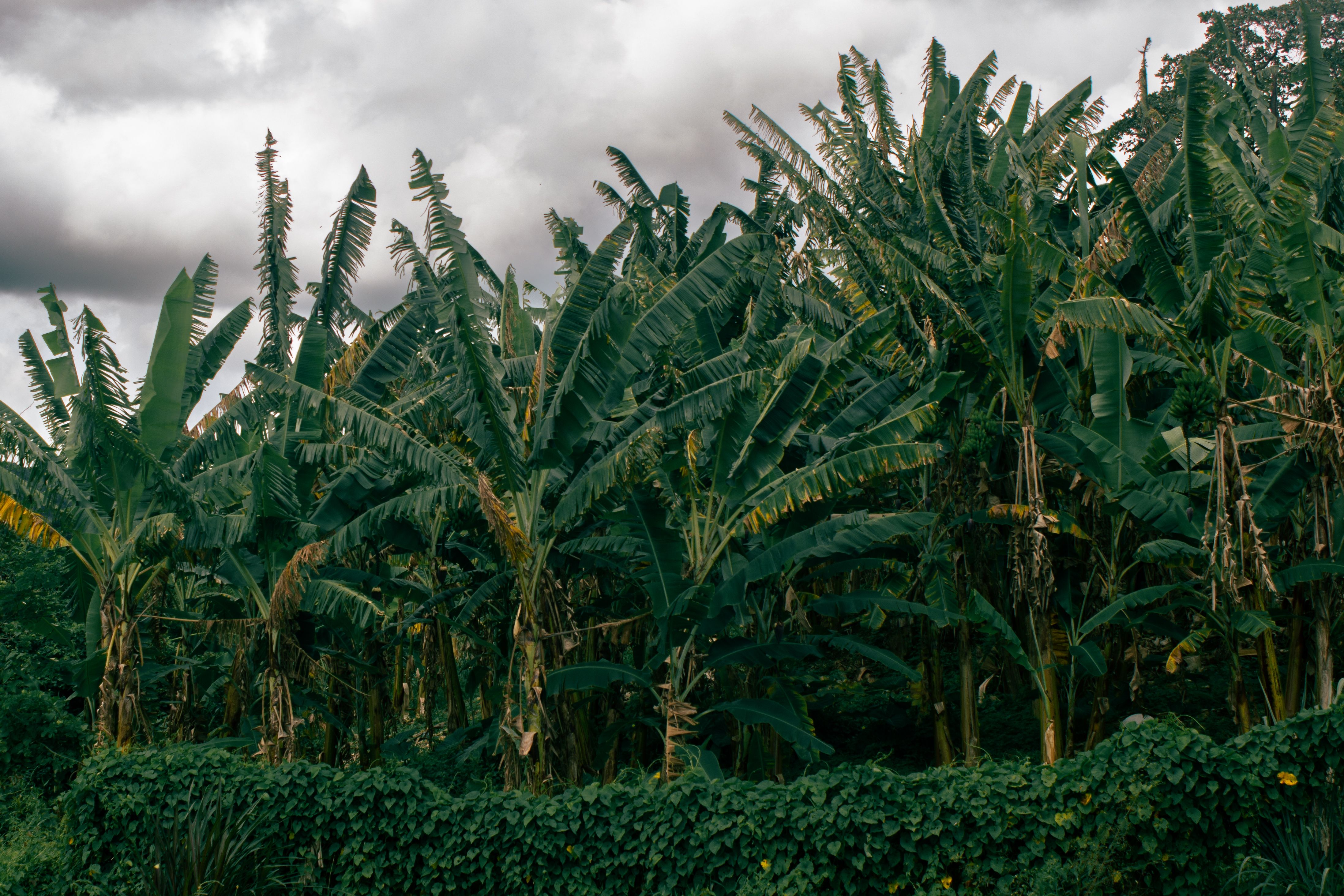 Foto: Laví Photos / Pexels