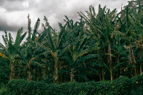 Fotos de stock gratuitas de árboles de plátano, campos de cultivo, crecimiento