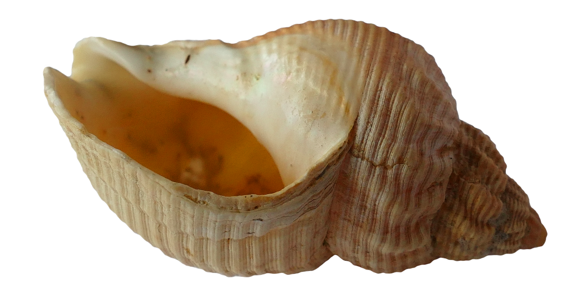 Conch Shell Back Beige Conch Shell · Free Stock Photo