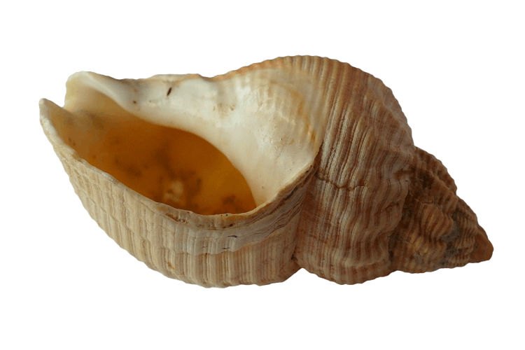 Beige Conch Shell