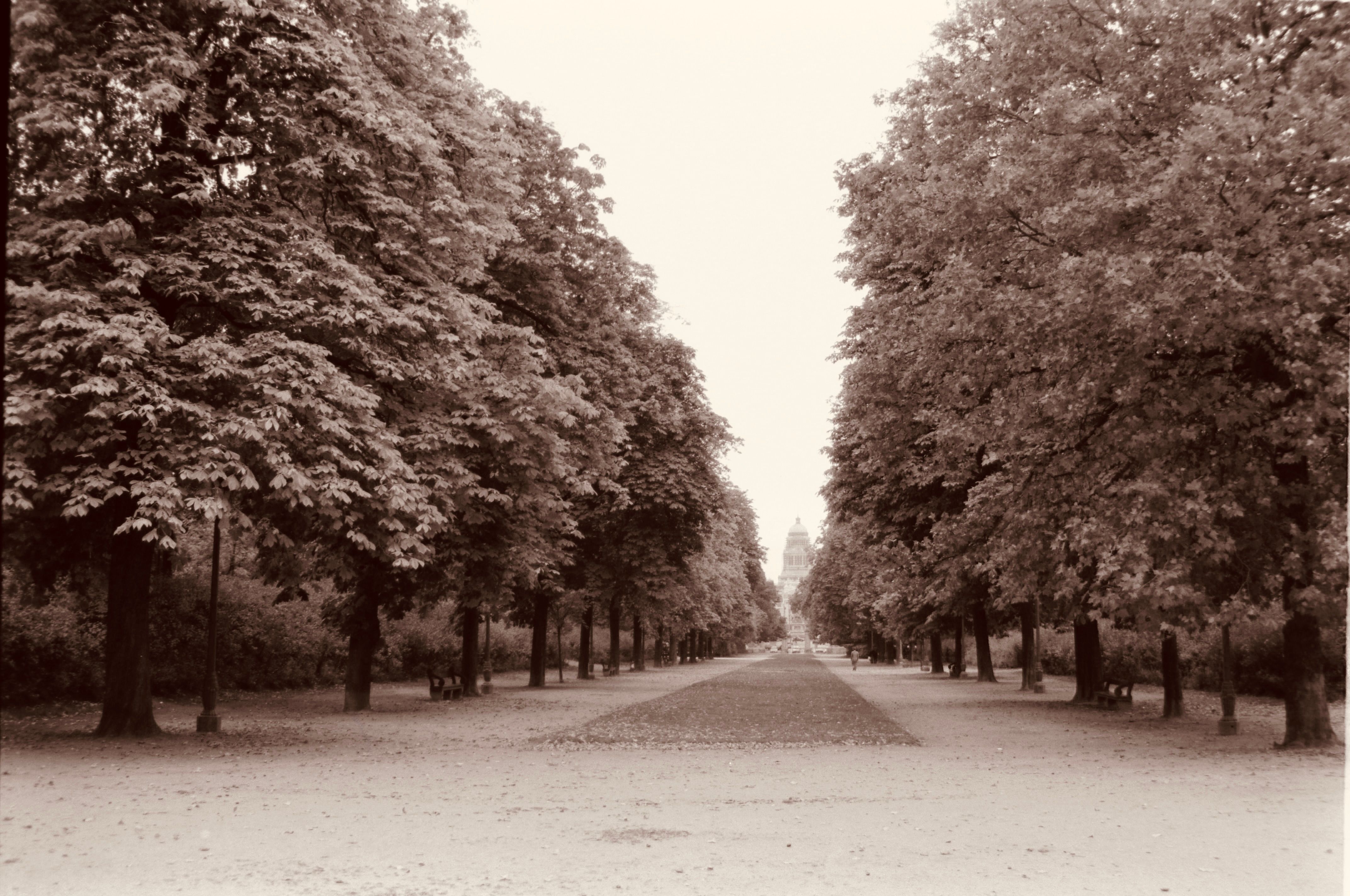 The dome of Rashtrapati Bhavan seen along a wide avenue lined with trees at sunrise
