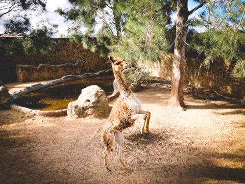 기립, 다리, 동물원 동물의 무료 스톡 사진