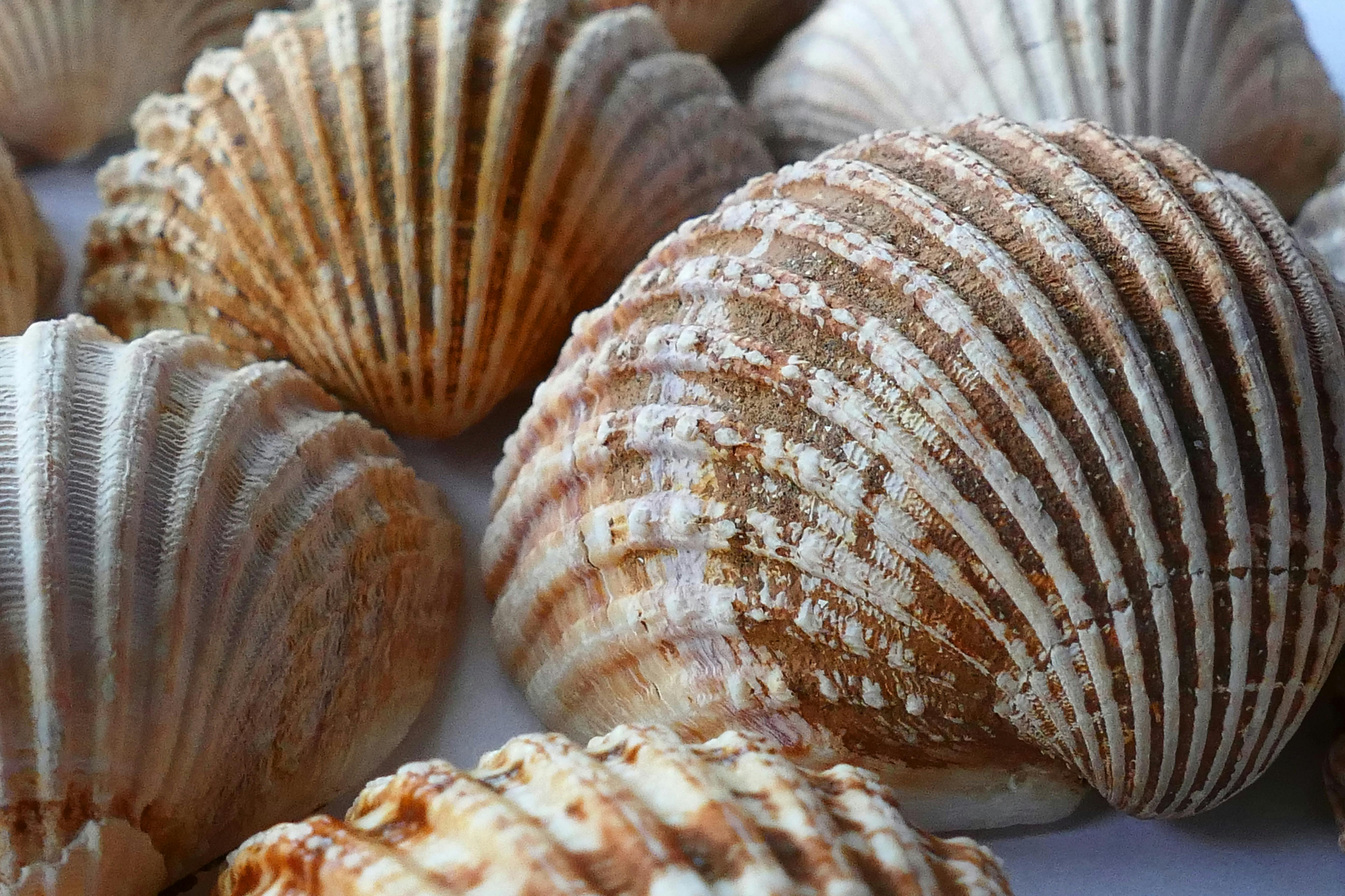 Kostenloses Foto zum Thema: fokus, muscheln, nahansicht