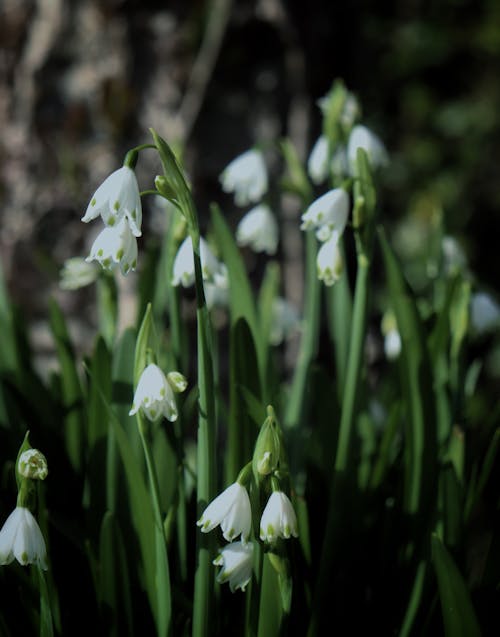 Snowdrops Flowers in Garden