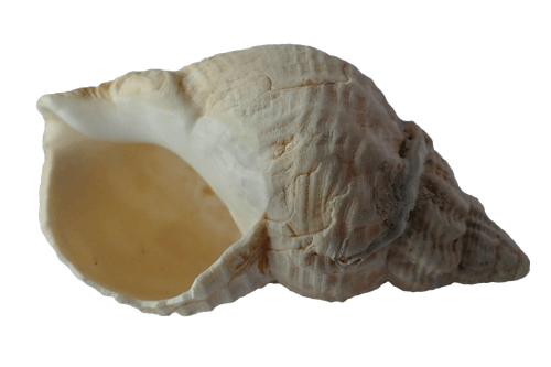 白海螺殼
