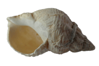 白色背景上，海螺贝壳的详细特写被隔离出来