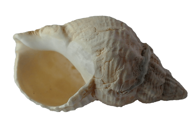 White Conch Shell