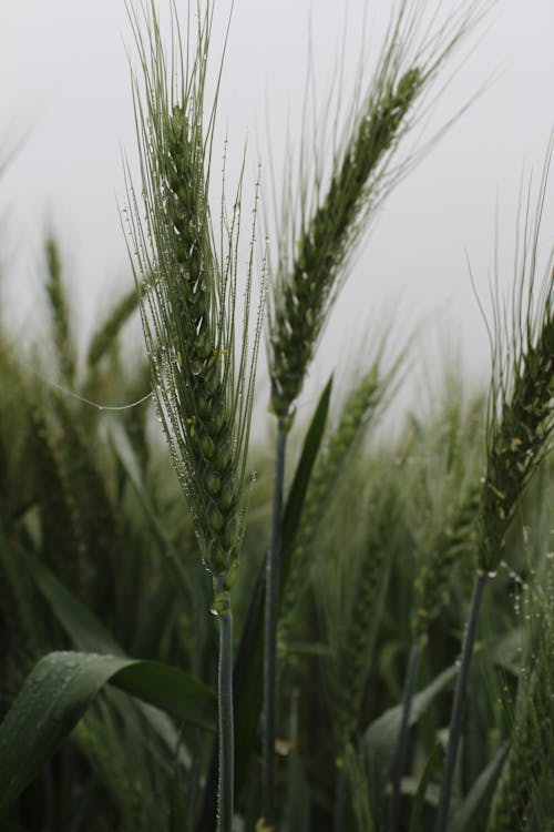 Close-up of Green Wheat on a Field 