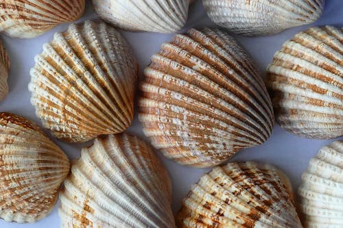 Free Seashells Stock Photo