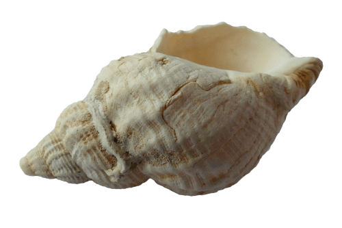 White Conch Shell