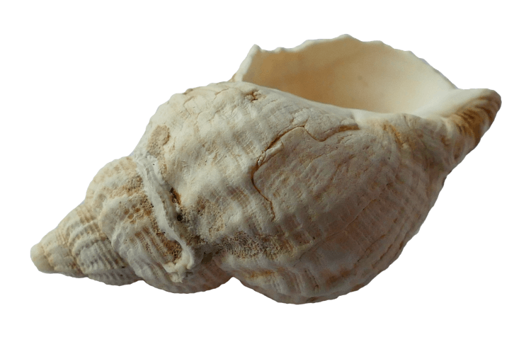 White Conch Shell