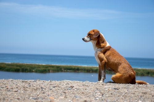 Free A peaceful dog sitting by the beach in Huarmey, Áncash, Peru, with a clear blue sky and ocean backdrop. Stock Photo