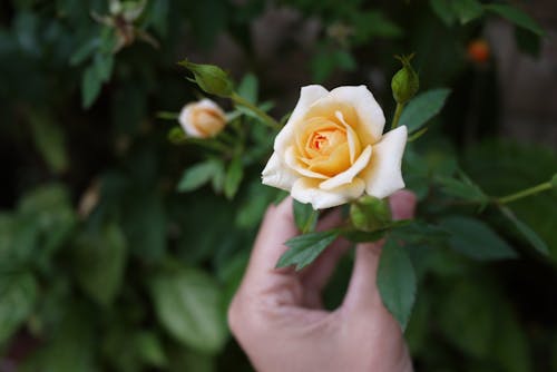Человек, держащий желтую розу с селективным фокусом