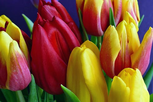 무료 노란색과 분홍색 꽃잎 꽃 스톡 사진