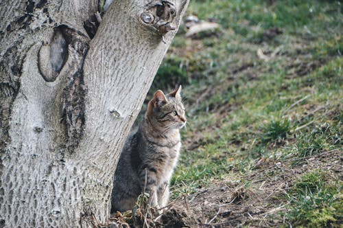 Gray Cat by Tree