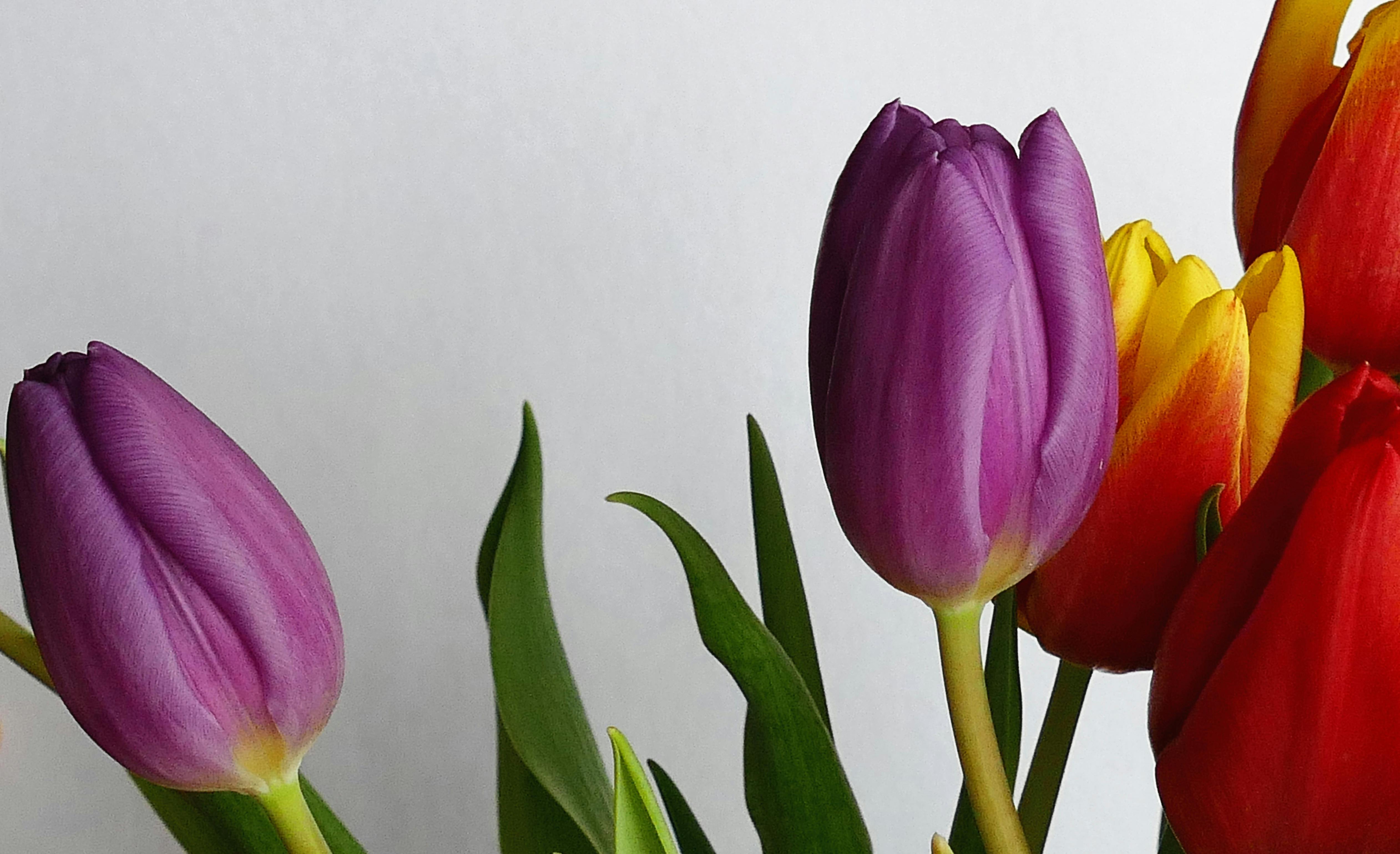 Purple and Red Tulip Flowers Near White Wall
