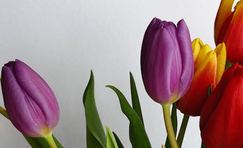 Free Purple and Red Tulip Flowers Near White Wall Stock Photo