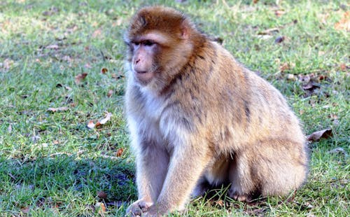 昼間の緑の草の上の茶色の猿