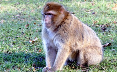 Free A Barbary macaque sitting peacefully on lush green grass in a natural setting. Stock Photo