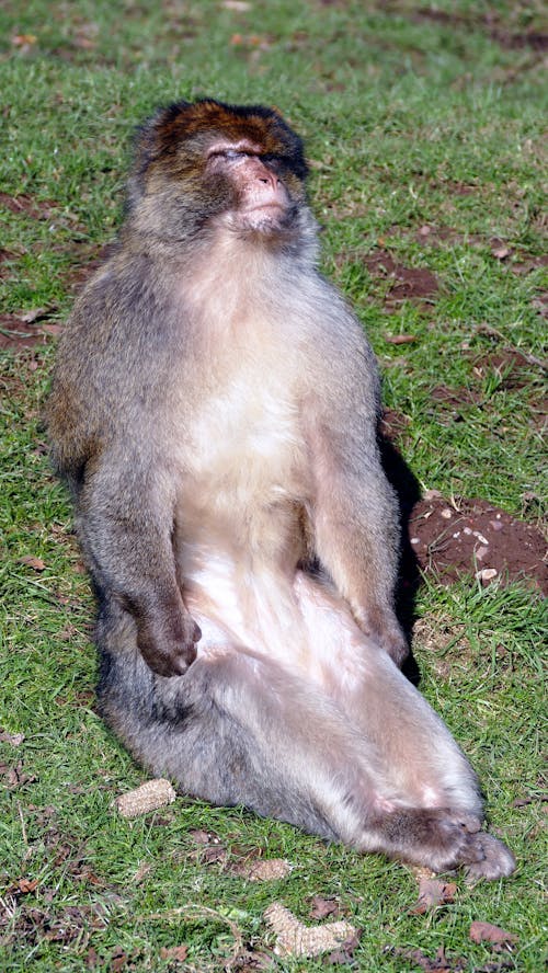 бесплатная Коричневая обезьяна сидит на траве Стоковое фото