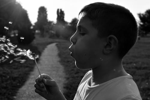 Free stock photo of child, dandelion