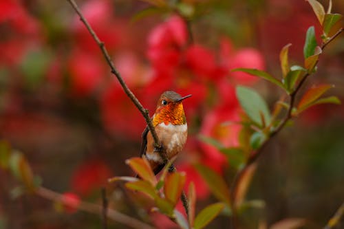 紅褐色的蜂鳥