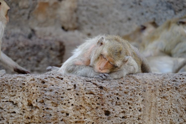 Monkey Sleeping On Rock