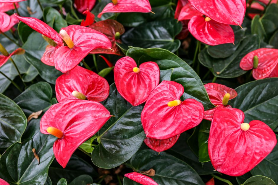 Anthurium lentii