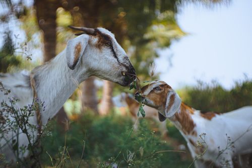 Free Two goats feeding on lush grass in a rural field in India, captured outdoors. Stock Photo