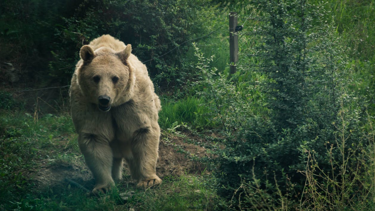 Free stock photo of bear, zoo