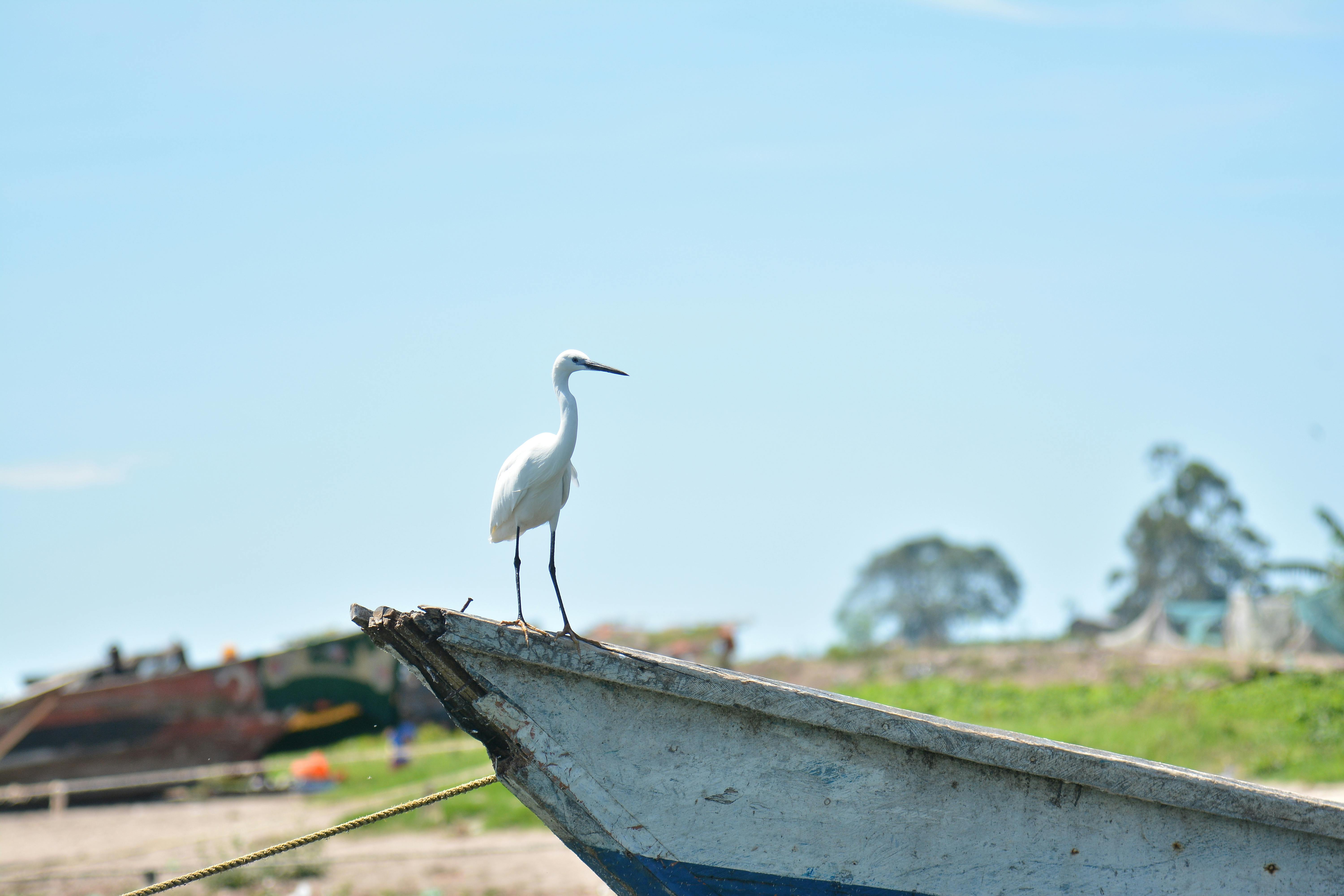 Gratis stockfoto met ardea alba modesta, aviaire, birdwatching Stockfoto