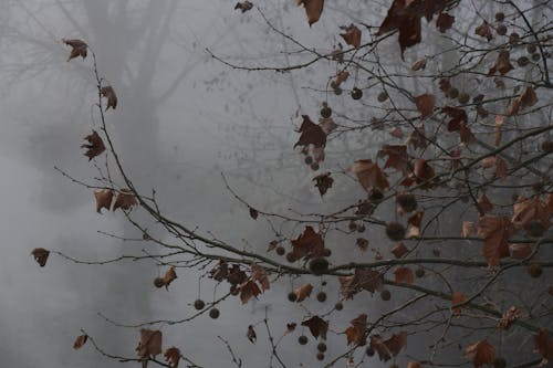 Free stock photo of fallen leaves, tree, winter