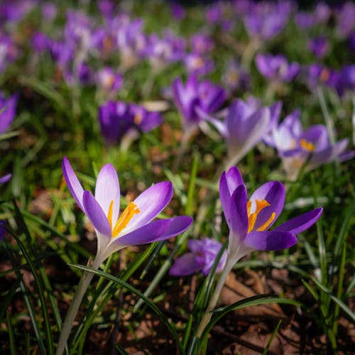 Darmowe zdjęcie z galerii z fioletowy, krokus, kwiaty