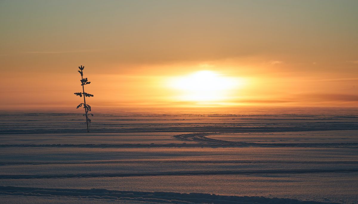 Copac solitar pe o câmpie înzăpezită, cu soarele foarte jos pe cer, lângă Luleå