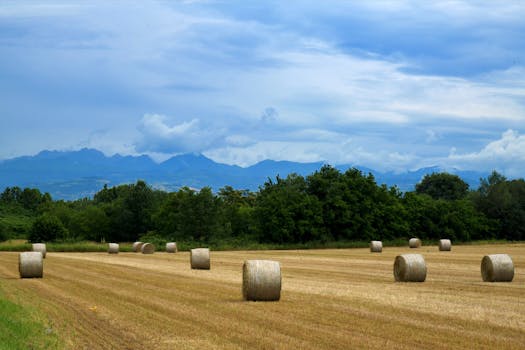 Scenic view of hay bales in a rural field with mountains and blue sky in the backdrop, perfect for agriculture themes.