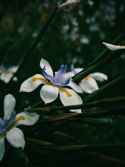 Free Detailed close-up of a blooming African Iris (Dietes iridioides) in a garden setting. Stock Photo