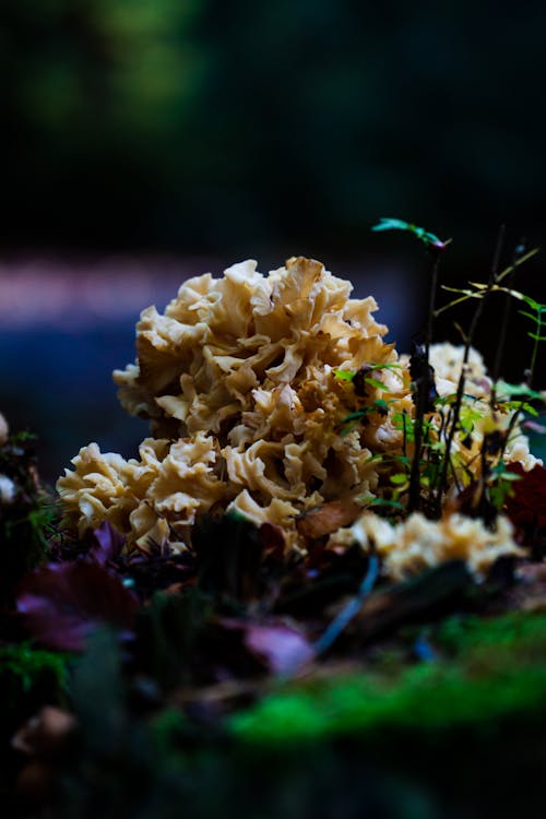 Kostnadsfri bild av mossa, skog, svampar