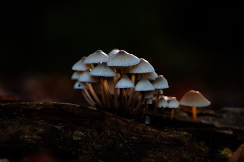 Kostnadsfri bild av närbild, skog, svampar