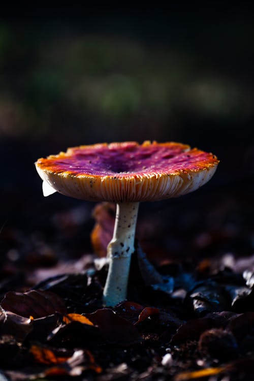 Poisonous Mushroom in Close Up