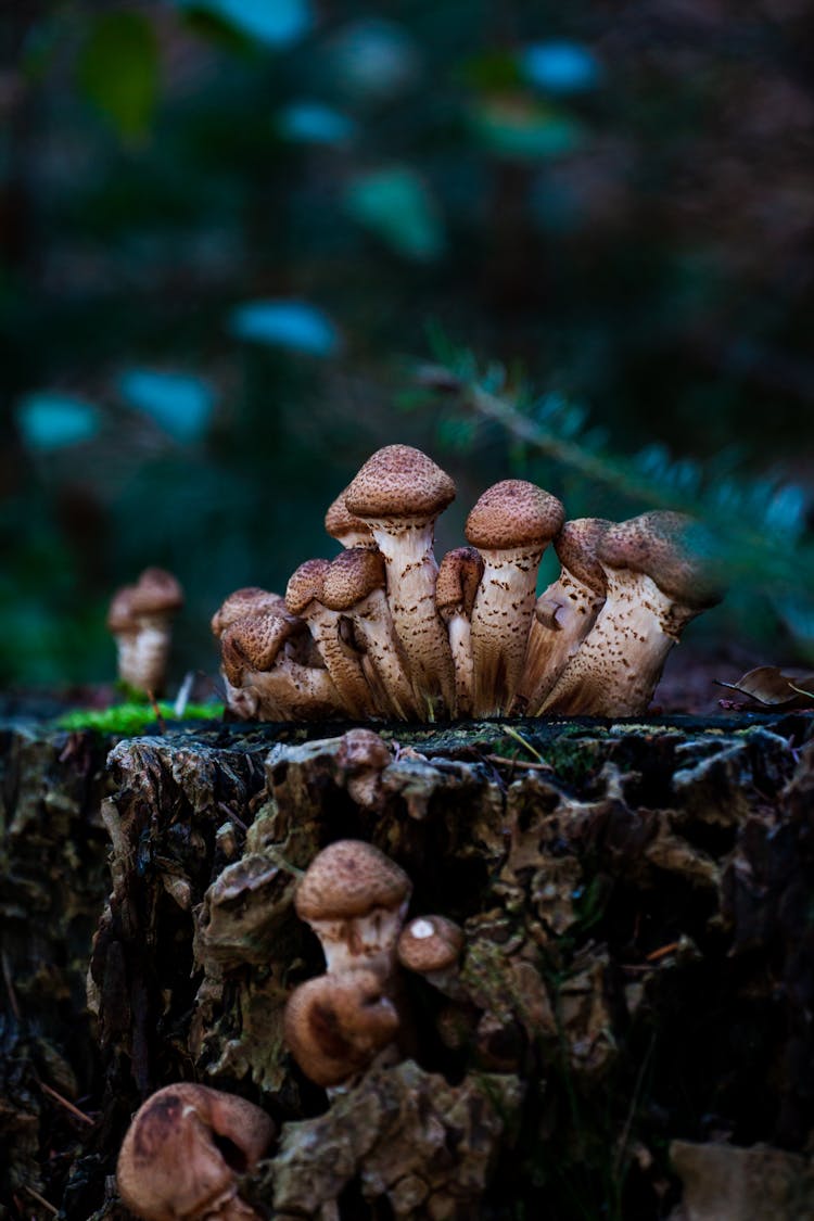 Mushrooms On Ground