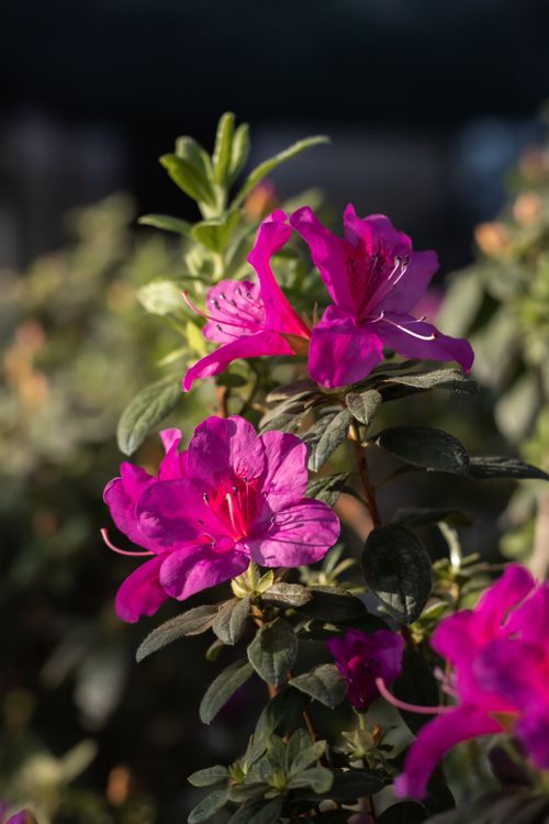 Free Azalea flowers Stock Photo