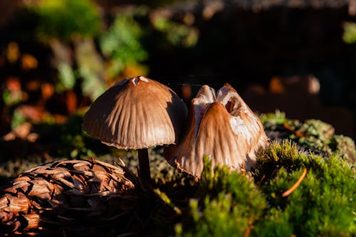 Základová fotografie zdarma na téma borová šiška, detail, houby