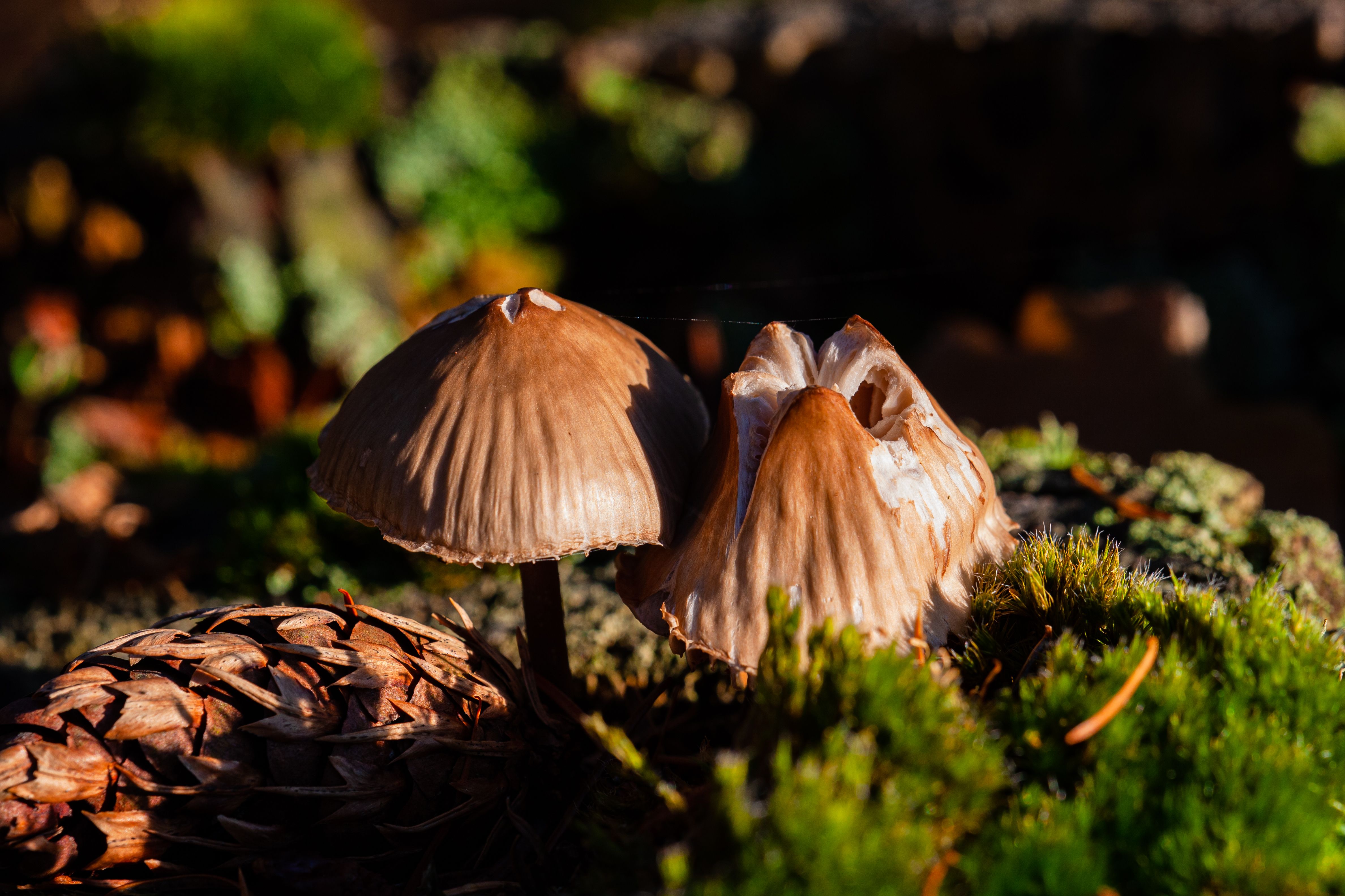 Foto de stock gratuita sobre bosque, cono, crecimiento, de cerca ...