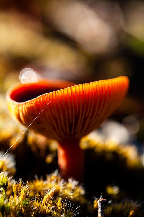 Mushroom in Close Up