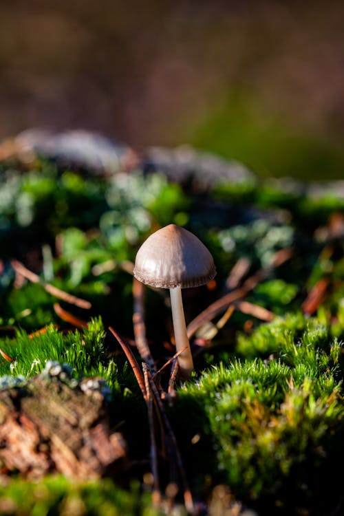 Close-up of a Mushroom in Moss 