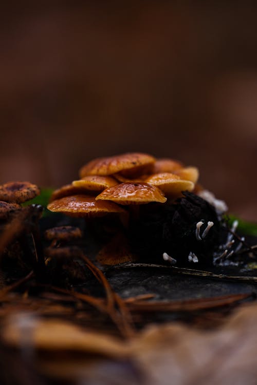 Close-up of Mushrooms in the Forest