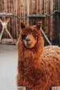 Brown Llama