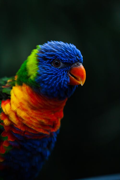 Close up of Colorful Parrot