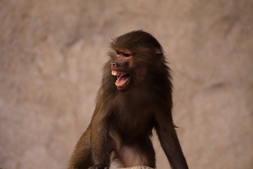 Kostenloses Stock Foto zu affe, nahansicht, natur