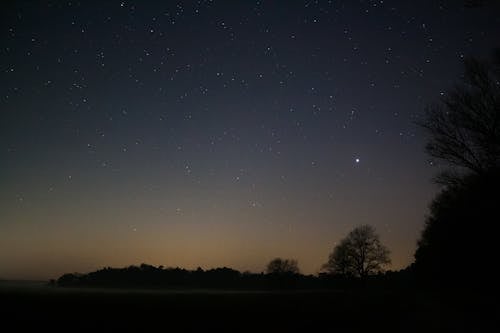 Free A Starry Night Sky and Silhouetted Trees Stock Photo